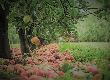 Apples under an apple tree