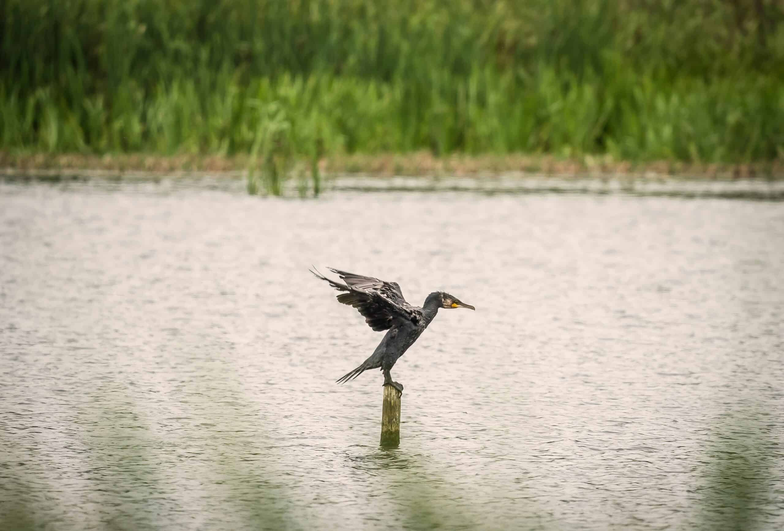 Shapwick Heath