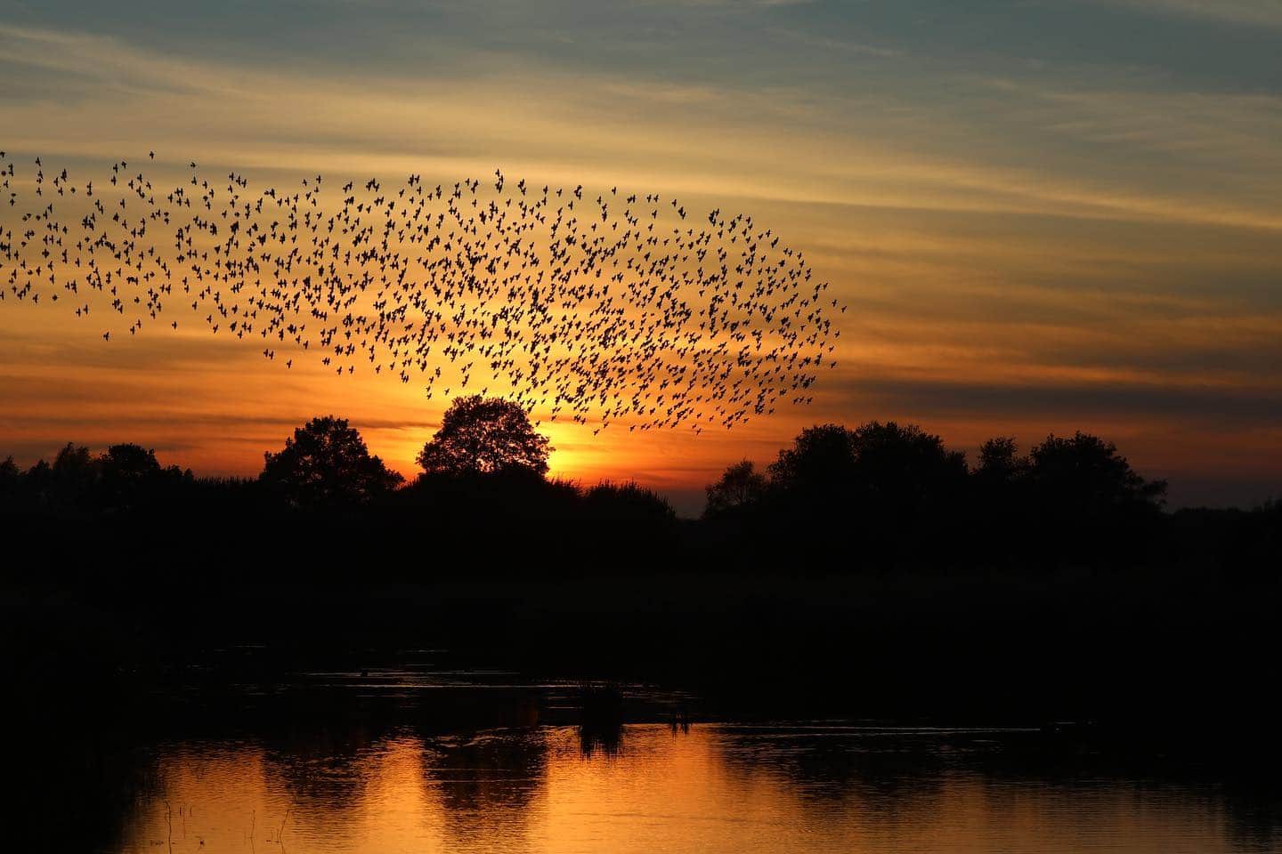 Sunset murmurations