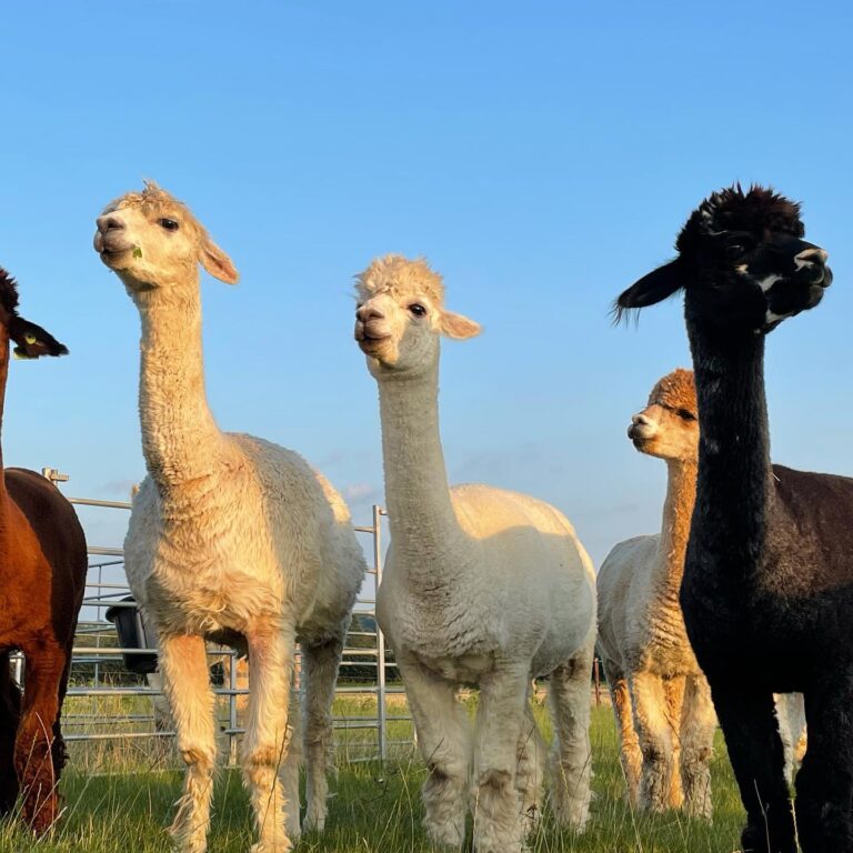 Cary Alpaca Group of Alpacas