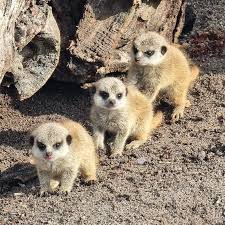 3 baby meerkats in a row looking at the camera at Chew Valley Animal Park