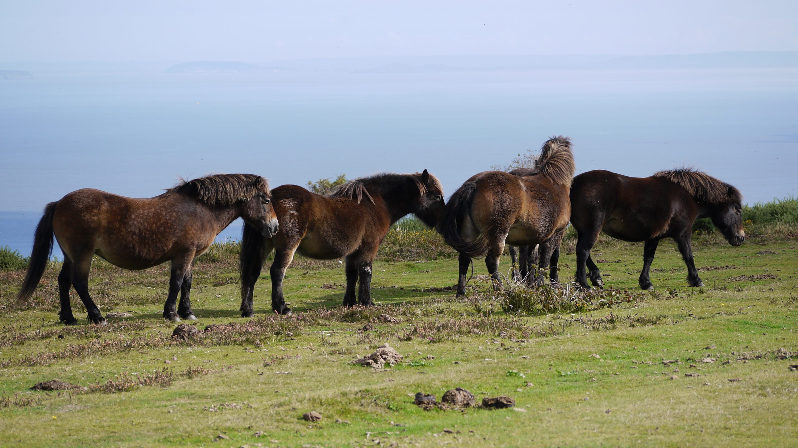 Group of Exmoor ponies