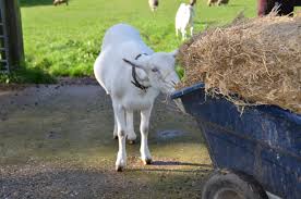 A white goat is eating hay out of a wheelbarrow in a field at Ferne Animal Sanctuary