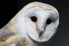 American Barn Owl