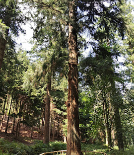 tall fir trees