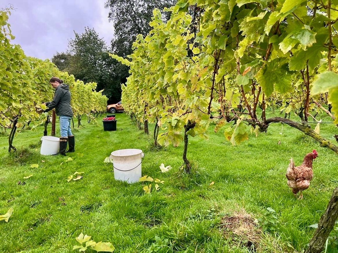 Person picking grapes at Oatley Vineyard.