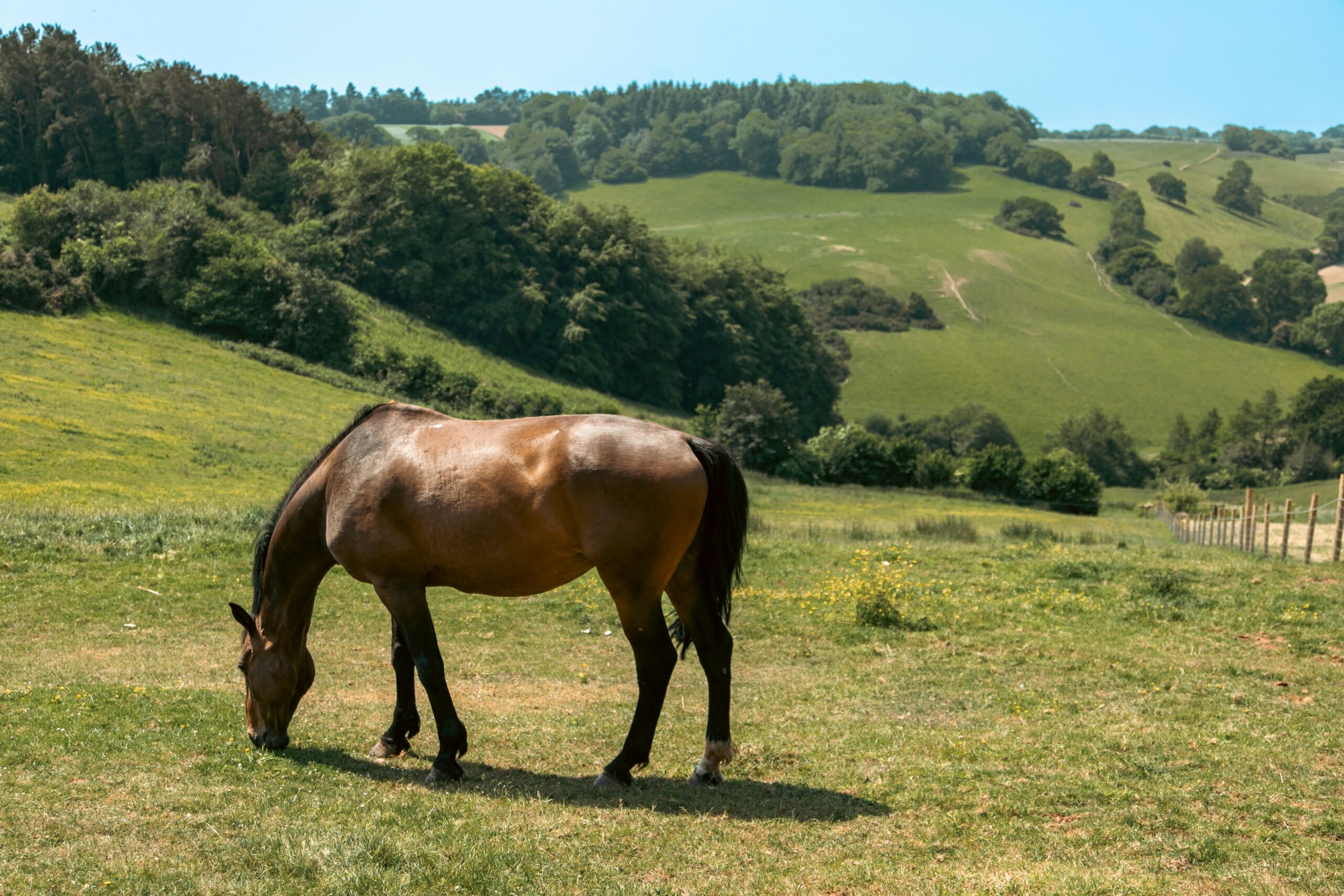 In the foreground is a brown horse with its head down eating grass with rolling green hills in the distance. | Macmillan Way West