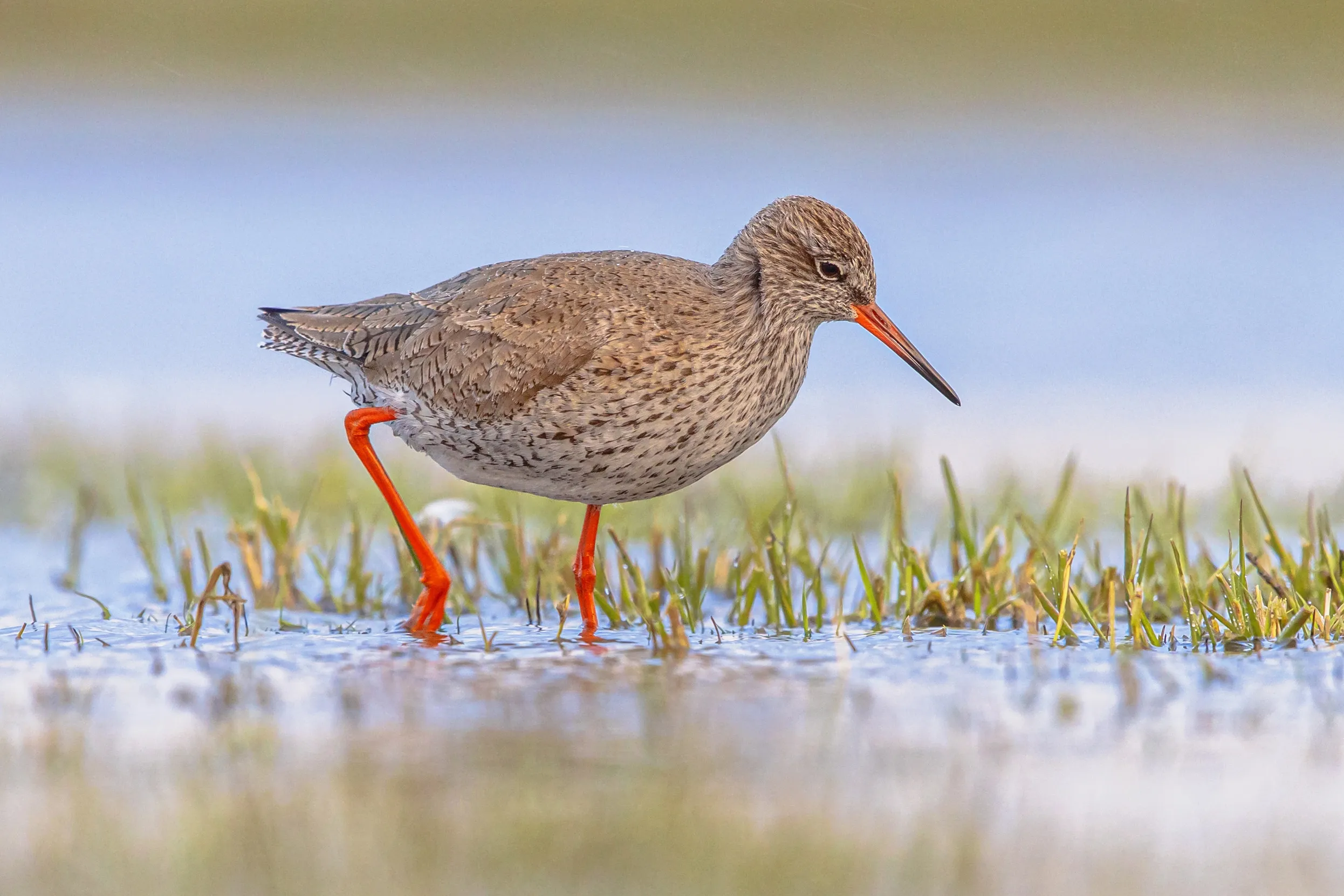 Redshank wading in water