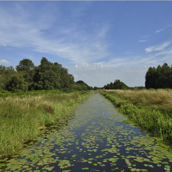 Shapwick Heath