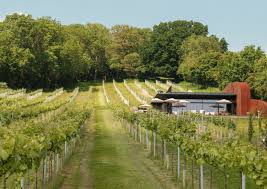 Vines growing at Wraxall Vineyard.