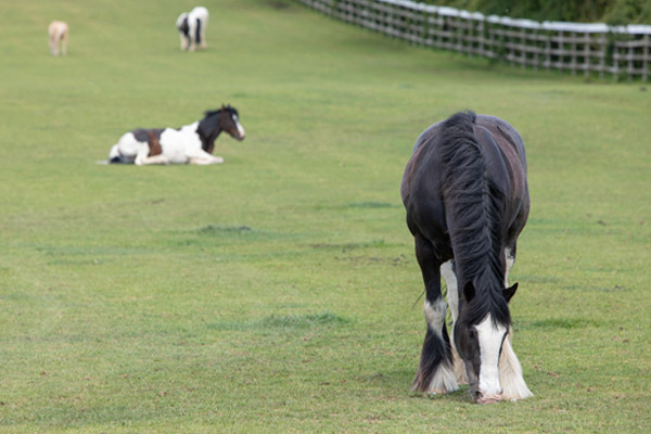 Two horses in a field
