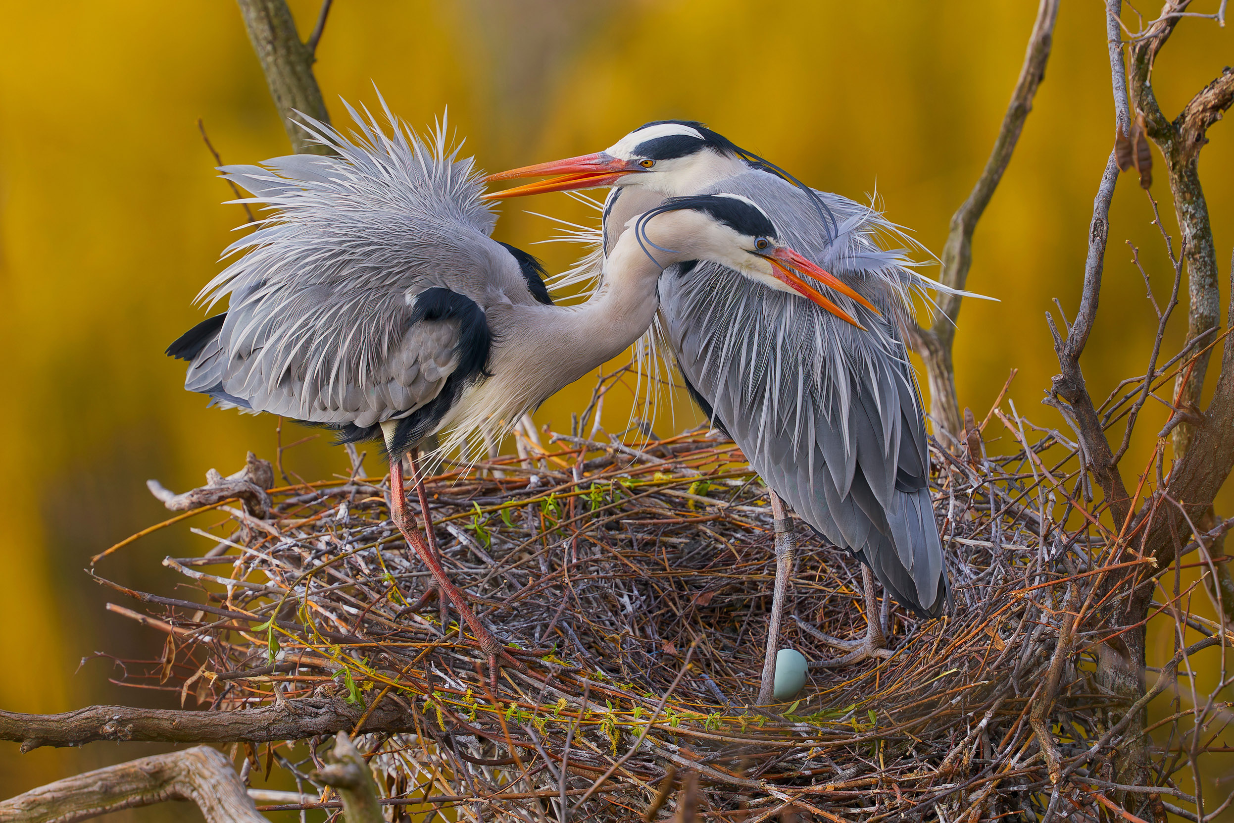 Pair of Herons on a nest